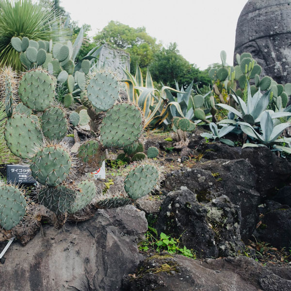 伊豆　シャボンテン公園