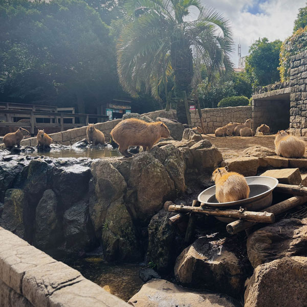 伊豆　シャボンテン公園